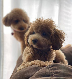 Meet your Posher, Omar